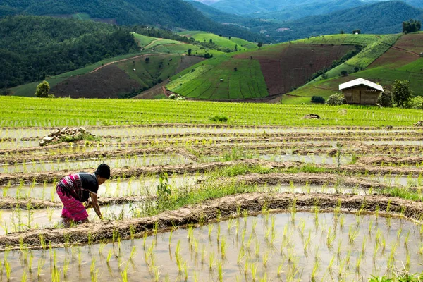 Thai törzs, gazdálkodó — Stock Fotó