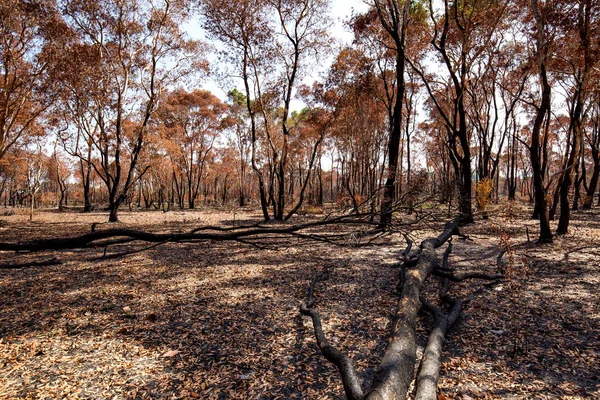 Fire burned forest — Stock Photo, Image