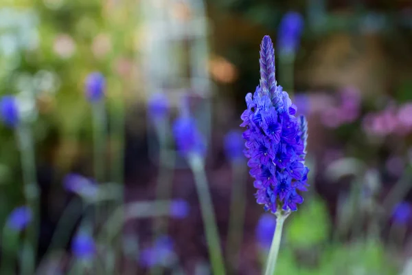 Jagged Jardín de lavanda — Foto de Stock