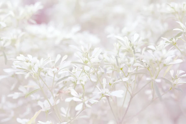 Na tle kwiat — Zdjęcie stockowe