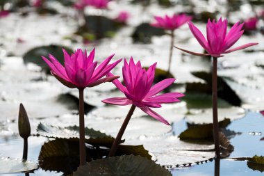 pembe lotus