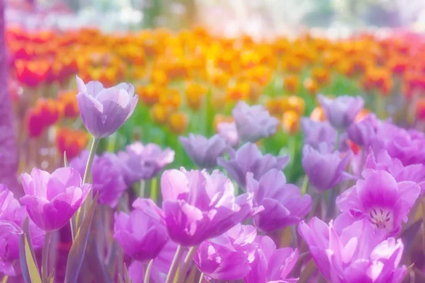 O jardim da tulipa — Fotografia de Stock