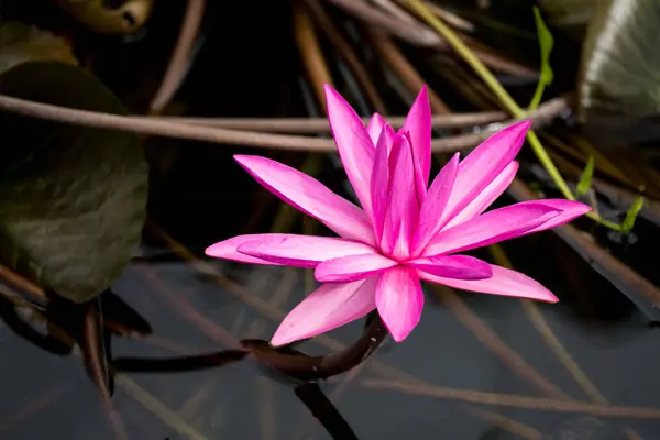 The Pink Lotus — Stock Photo, Image