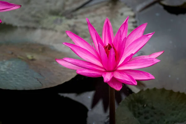 Le lotus rose — Photo