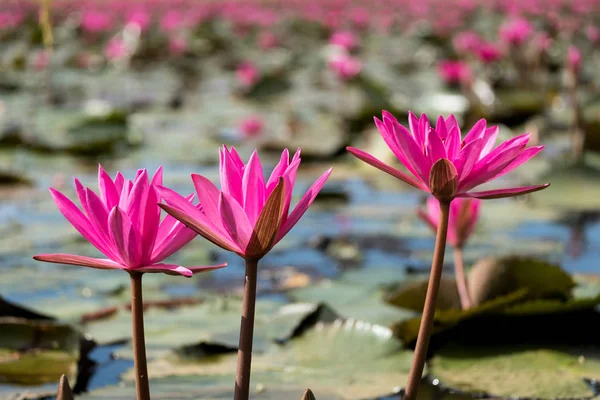 The Pink Lotus — Stock Photo, Image