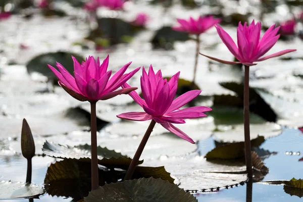 De roze lotus — Stockfoto