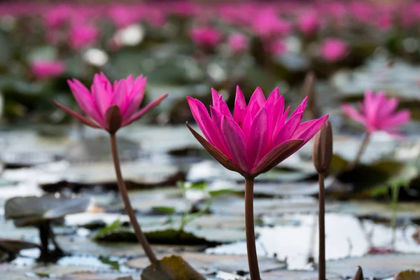 De roze lotus — Stockfoto