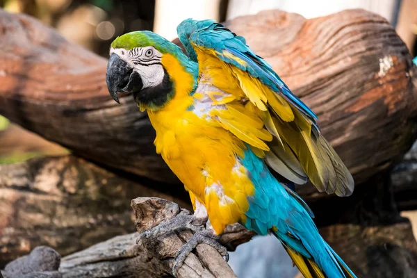 Güzel Amerika papağanı — Stok fotoğraf
