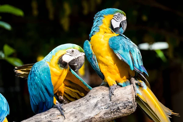 The beautiful Macaw — Stock Photo, Image