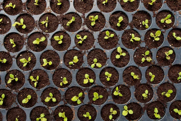 The Melon sprout — Stock Photo, Image