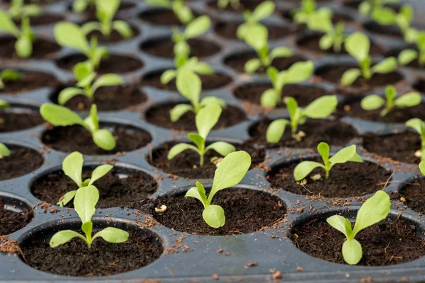 The Melon sprout — Stock Photo, Image