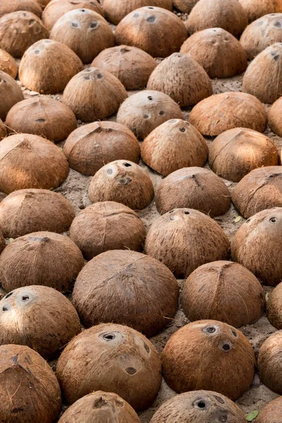 Die Kokosnussschale — Stockfoto