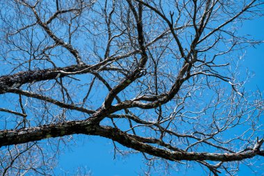 ağaç dalı yaprakları olmadan