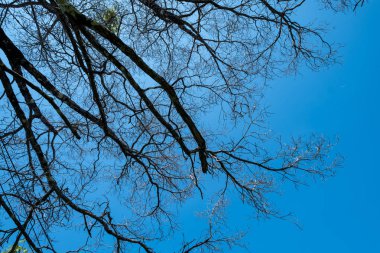 ağaç dalı yaprakları olmadan