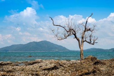 Kuru ağaç yaprakları olmadan