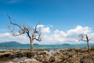 Kuru ağaç yaprakları olmadan