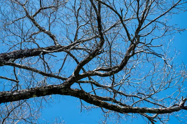 ağaç dalı yaprakları olmadan