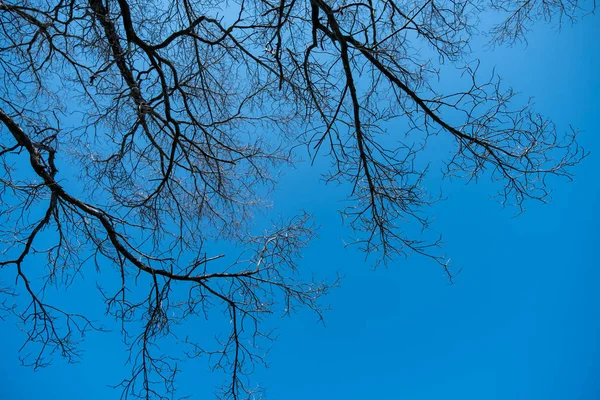 葉のない木の枝 — ストック写真