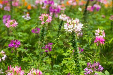 pembe Kebereotugiller çiçek