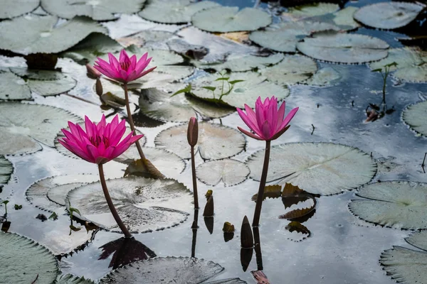 Mooie roze lotus — Stockfoto