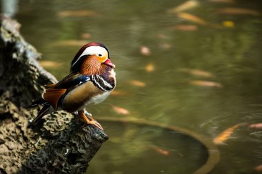 Güzel mandarin ördeği