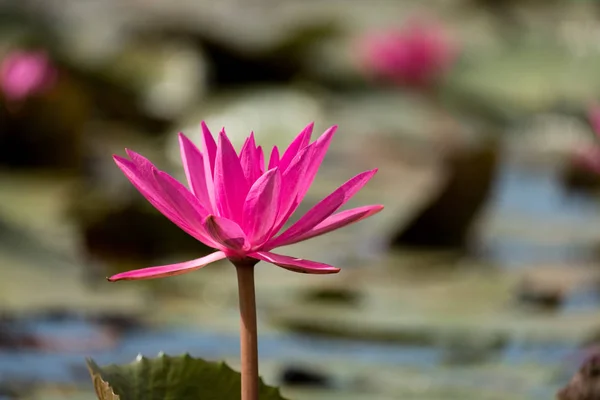 Hermoso loto rosa — Foto de Stock
