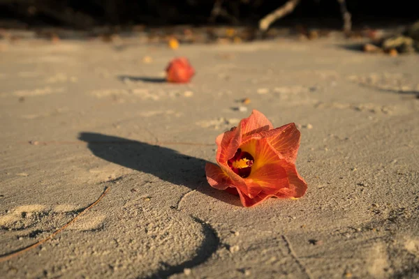 芙蓉 tiliaceus 花在沙滩上 — 图库照片
