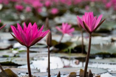 güzel pembe lotus