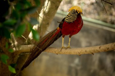 Kırmızı altın sülün