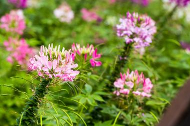 pembe Kebereotugiller çiçek