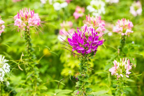 pembe Kebereotugiller çiçek