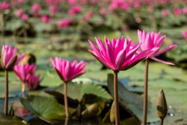 pembe lotus veya nilüfer