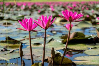 pembe lotus veya nilüfer