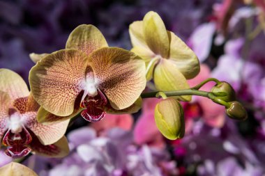 güzel Farland orkide