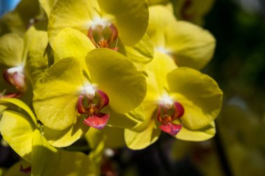 güzel Farland orkide