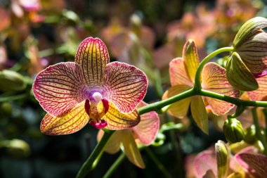 güzel Farland orkide