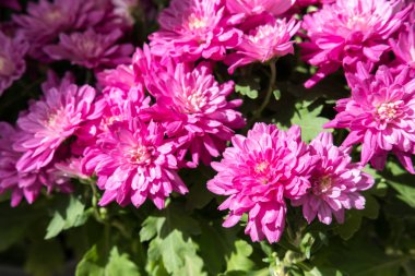 Tam çiçeklenme krizantem