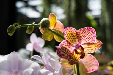 güzel Farland orkide