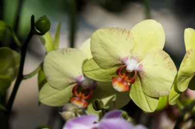 güzel Farland orkide