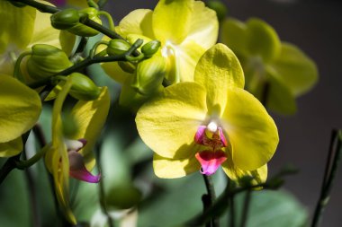 güzel Farland orkide