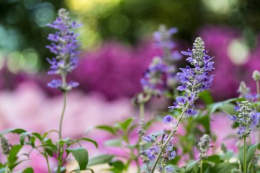 Mavi Ada çayı çiçek