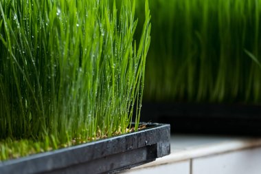 Organik buğday çimen