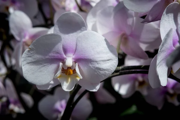 Beautiful Farland orchid — Stock Photo, Image