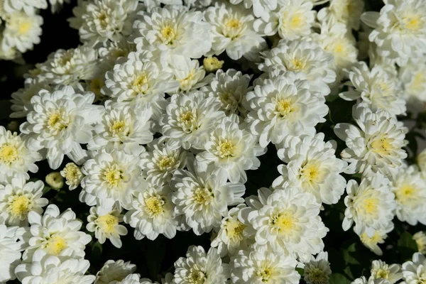 Fullt blommande krysantemum — Stockfoto