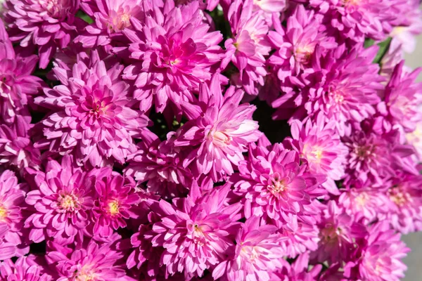 Full blooming Chrysanthemum — Stock Photo, Image