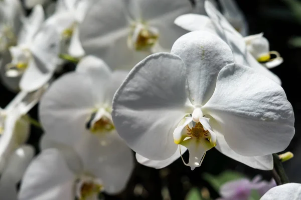Bela orquídea Farland — Fotografia de Stock