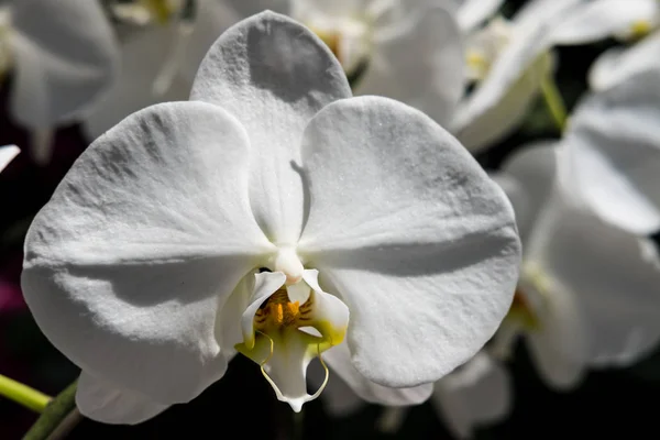 Güzel Farland orkide — Stok fotoğraf