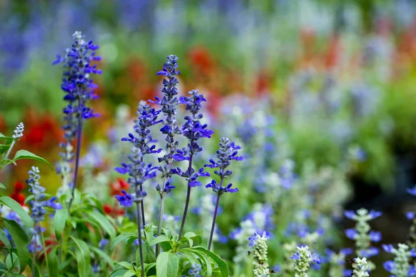 Flor de salvia azul — Foto de Stock