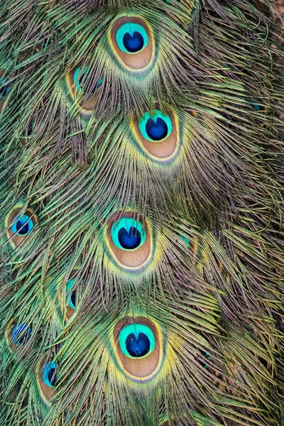 Piękne pawie pióro — Zdjęcie stockowe
