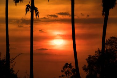 Günbatımı şeker palmiye ağacı arkasında.